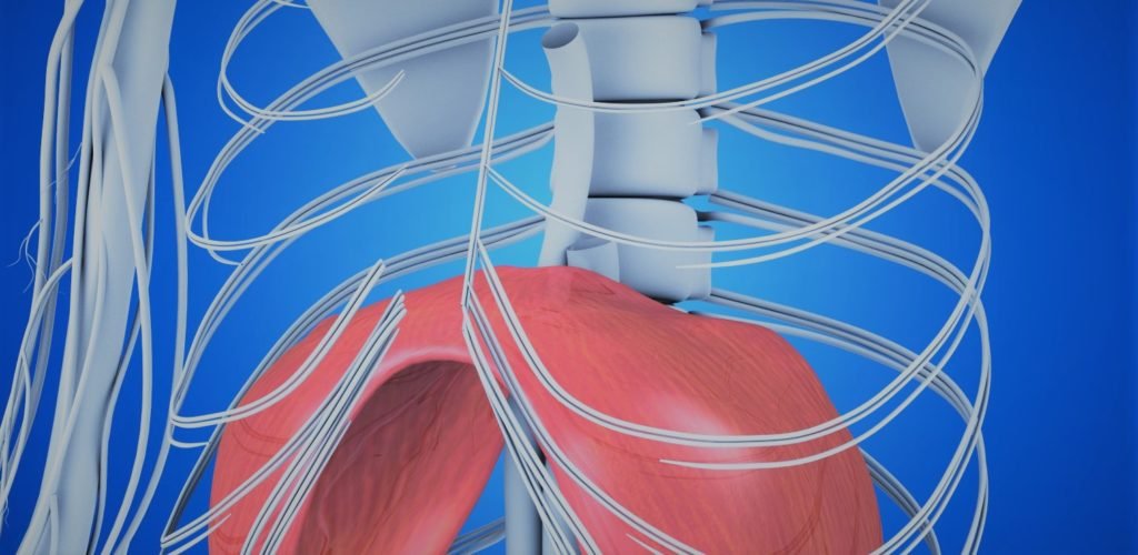 diaphragme